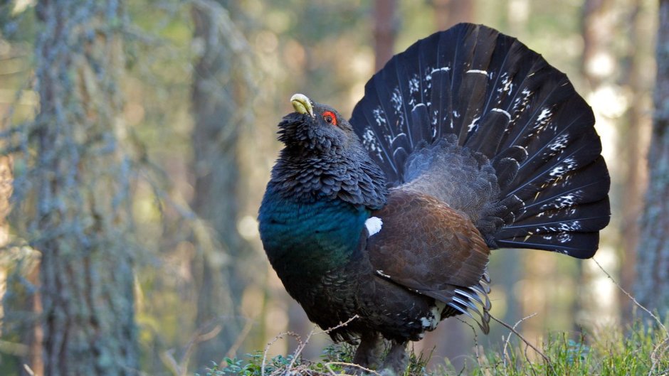 Глухарь (Tetrao urogallus)