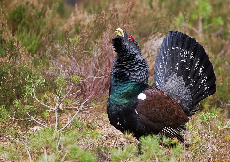 Глухарь - Capercaillie