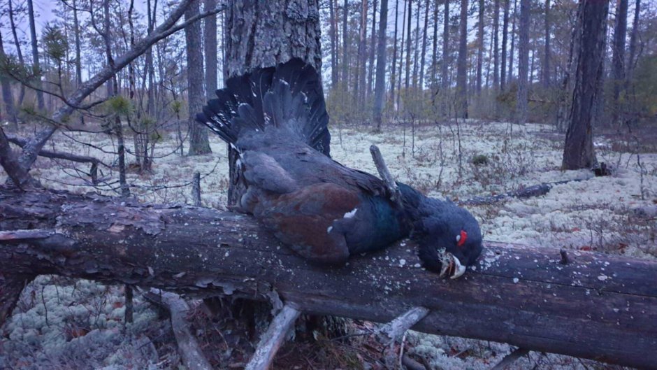 Огромный Глухарь