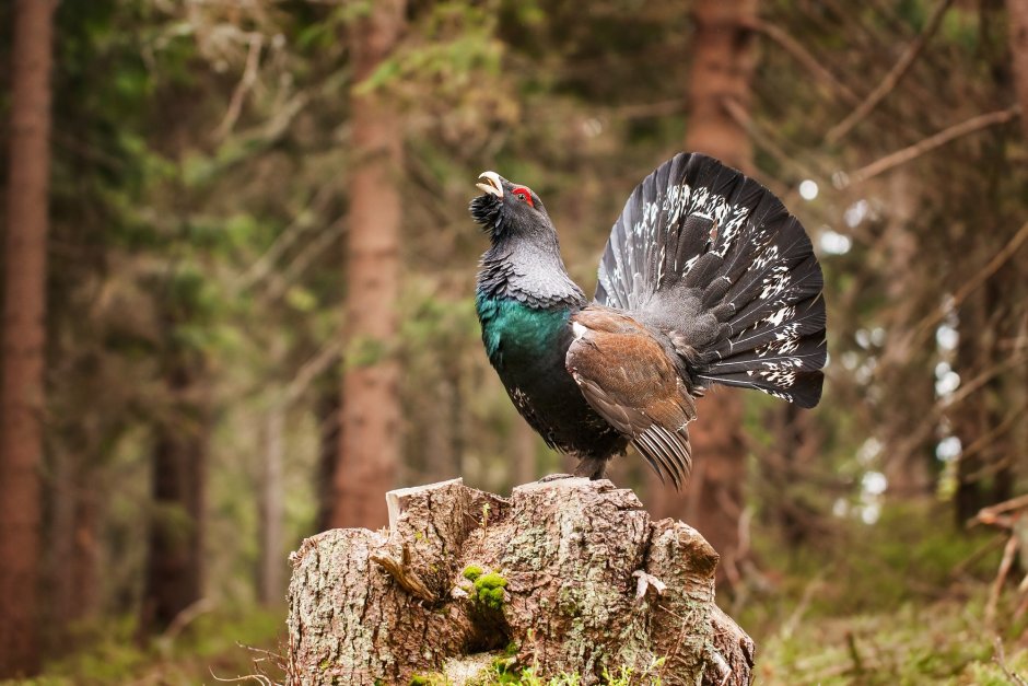 Глухарь - Capercaillie