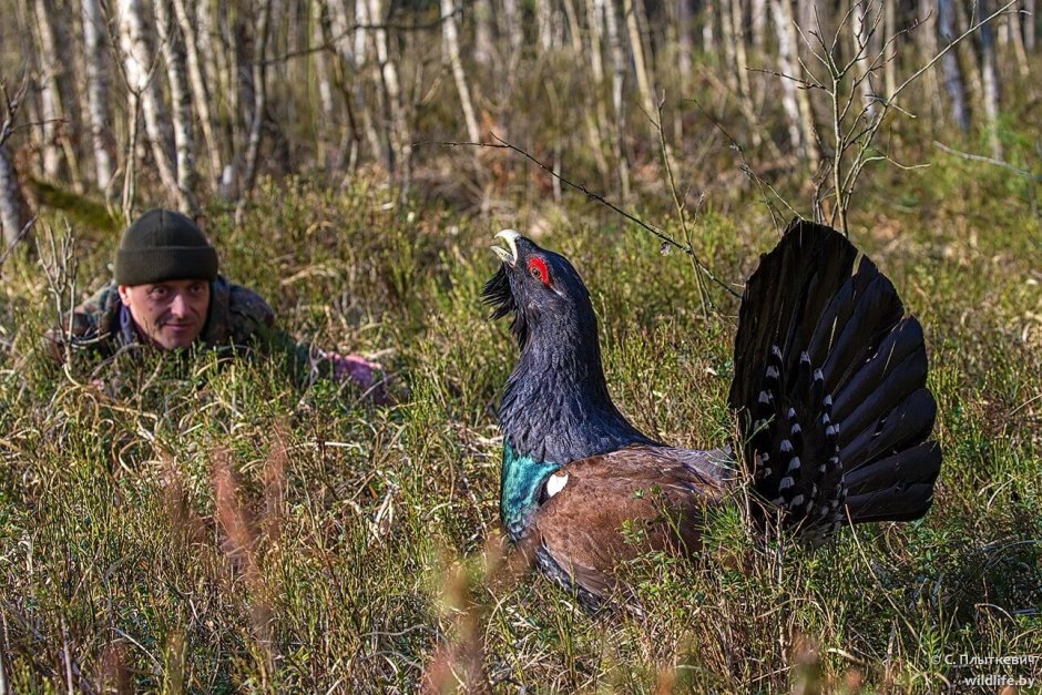 Capercaillie птица