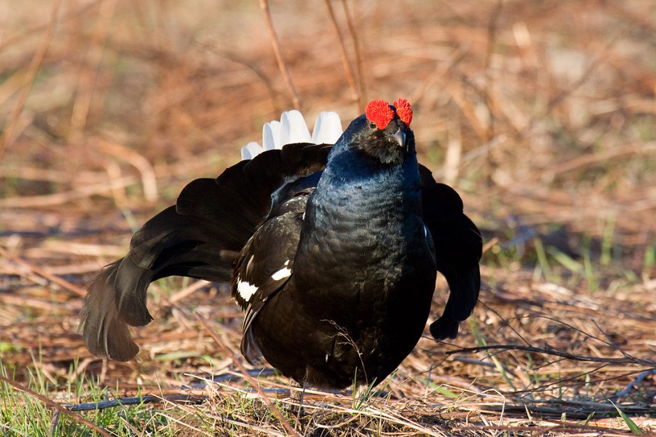 Глухарь (Tetrao urogallus)