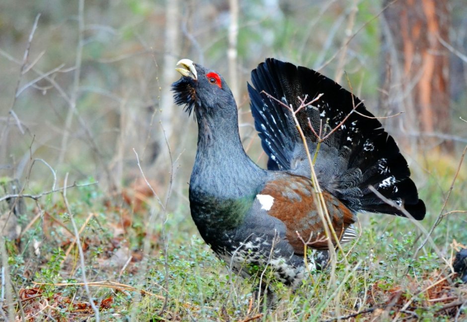 Тетерев шалфейный (Centrocercus urophasianus)