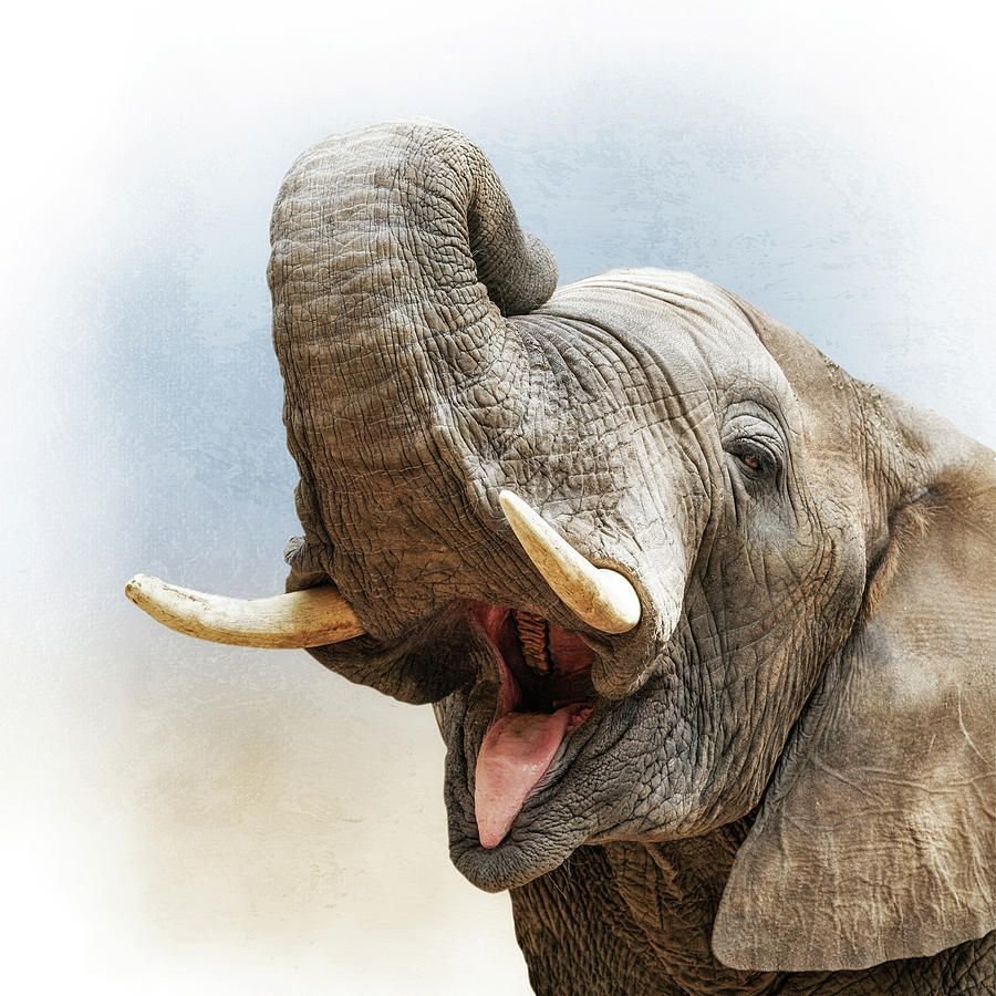 Слоны с бивнями