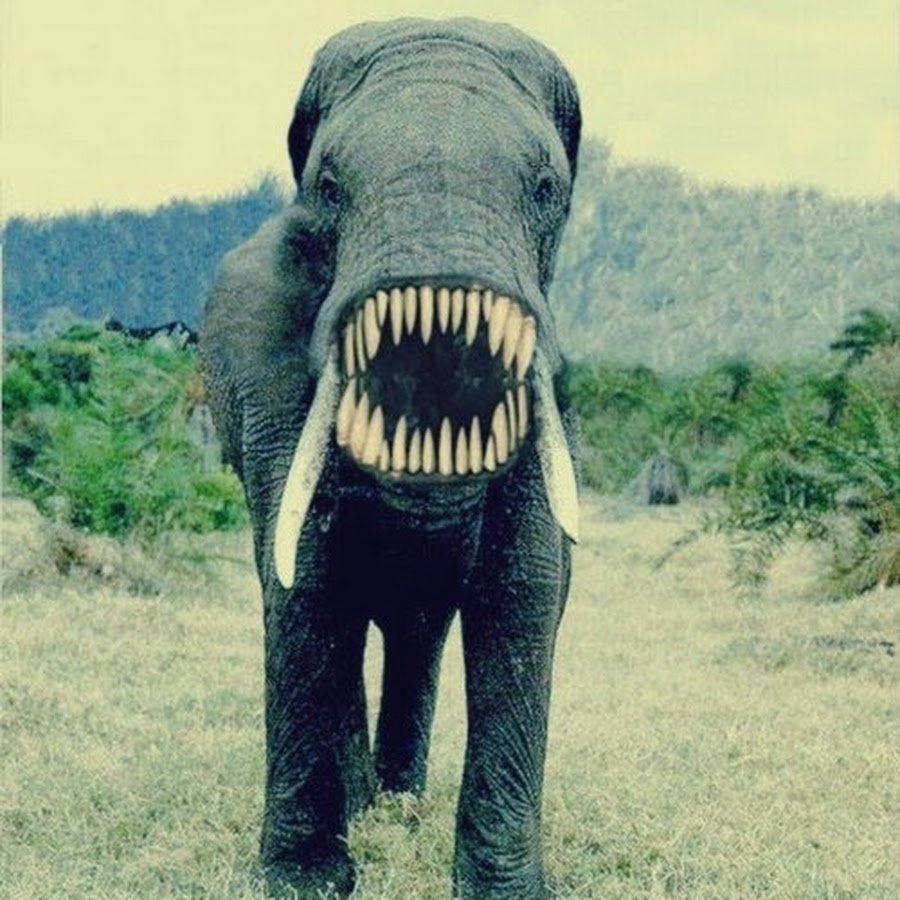 Ноздри слона