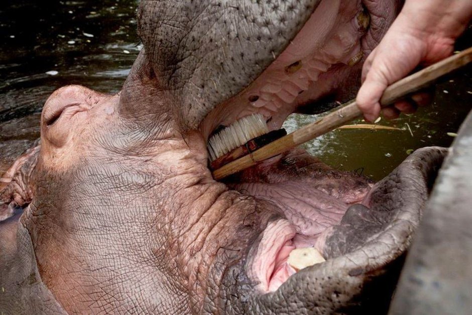 Фотографии зубов слона