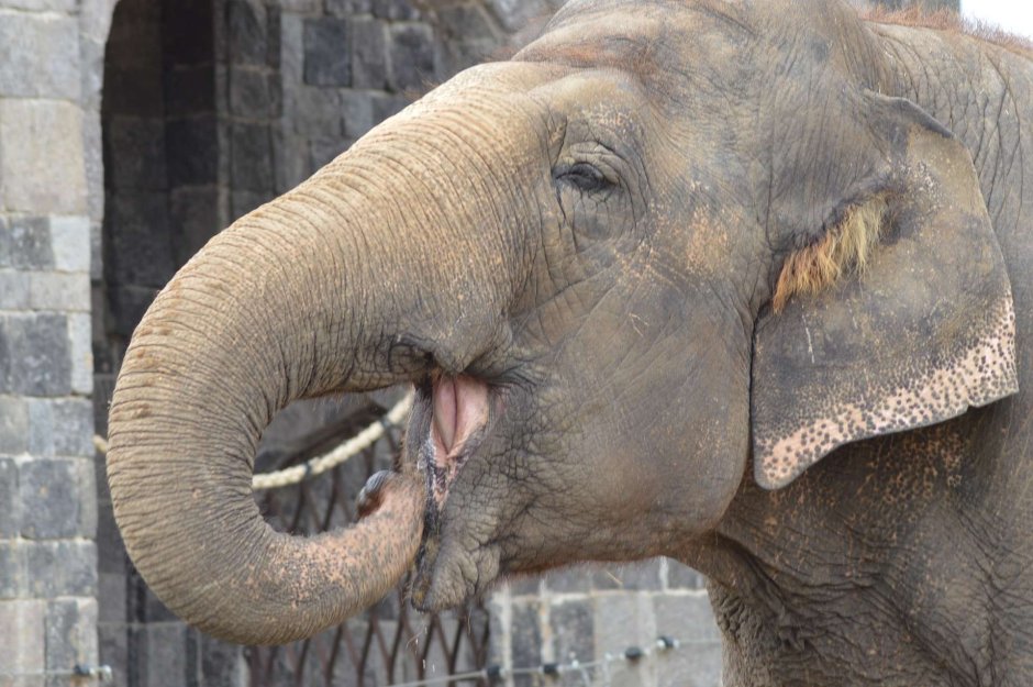 Слон без хобота