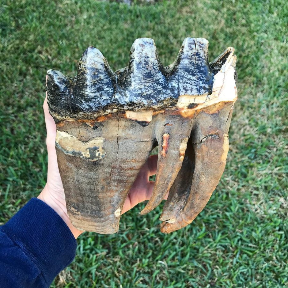 Слон с бивнями фото