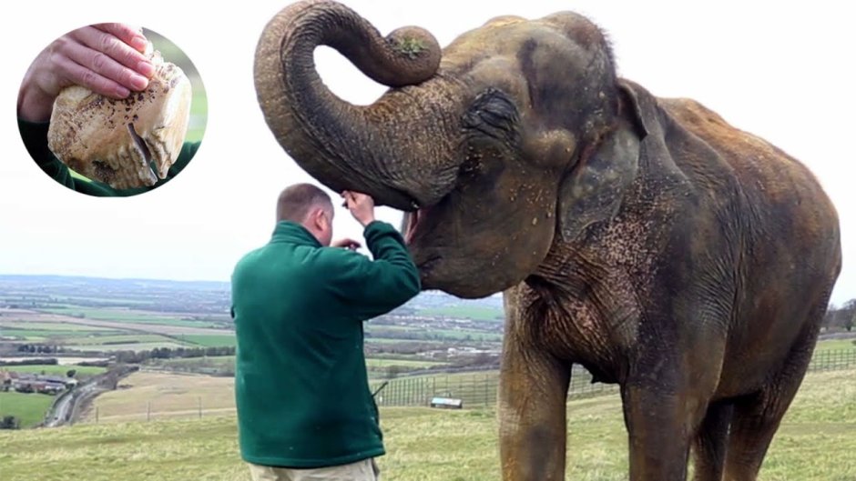 Необычное животное