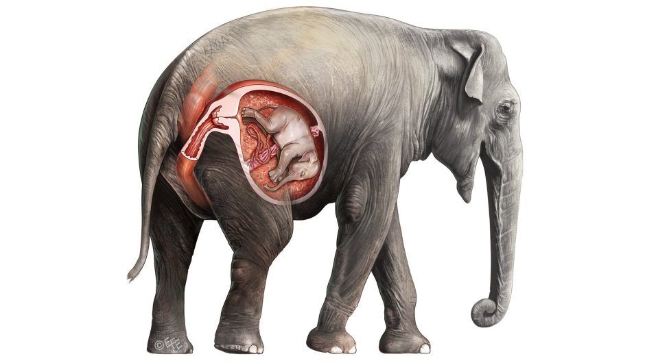 Слон поливает себя водой