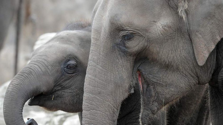 Доброе утро слон