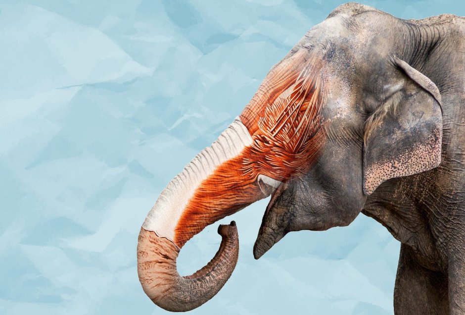 Стилизация слона знак