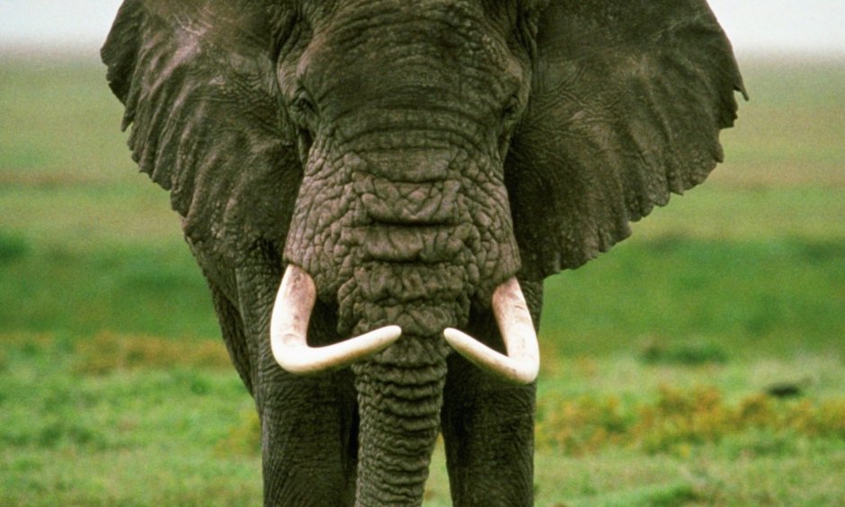 Хобот индийского слона