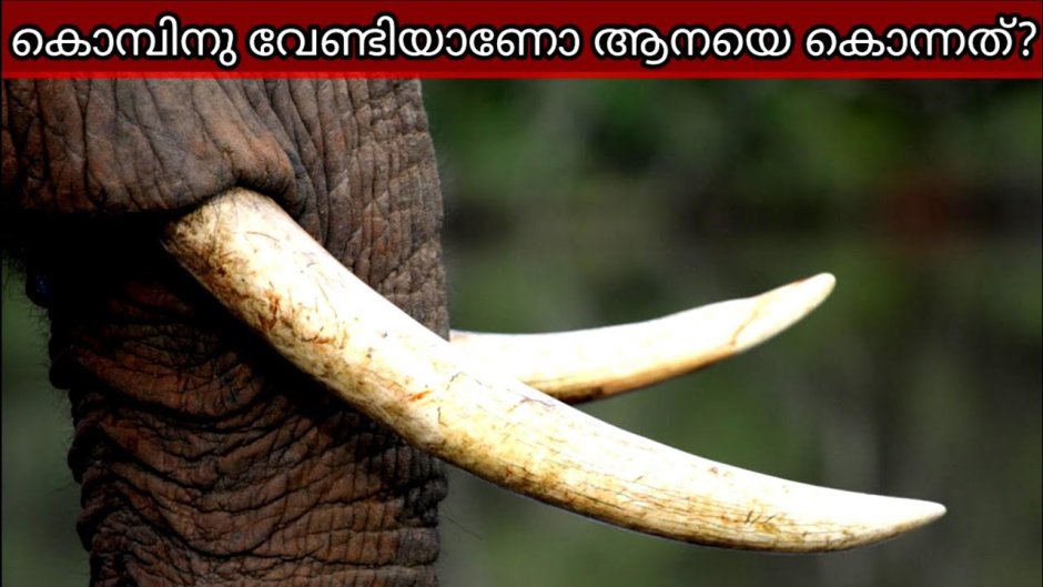 Мультяшная чистые зубы