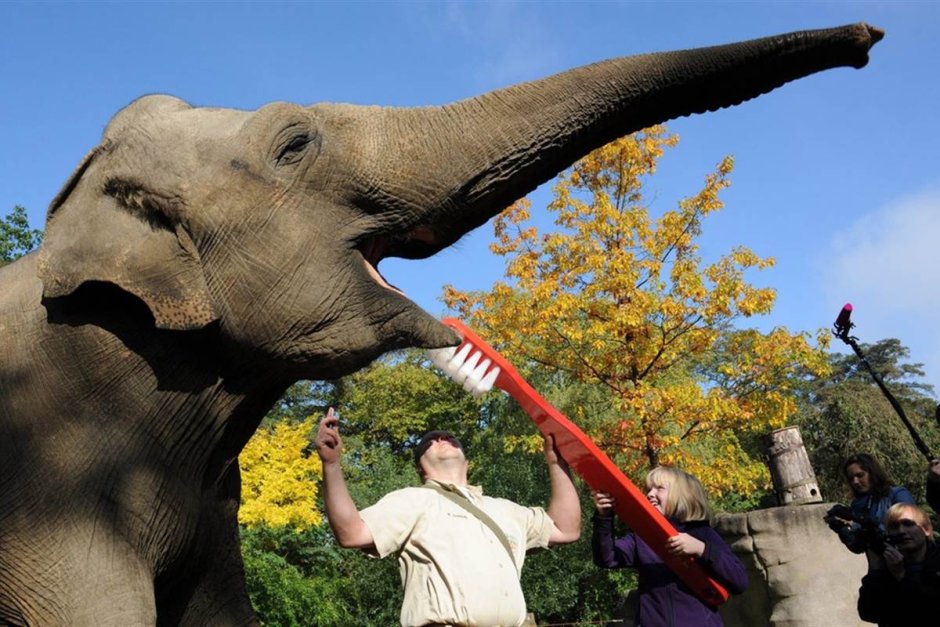 Мохнатый Слоненок