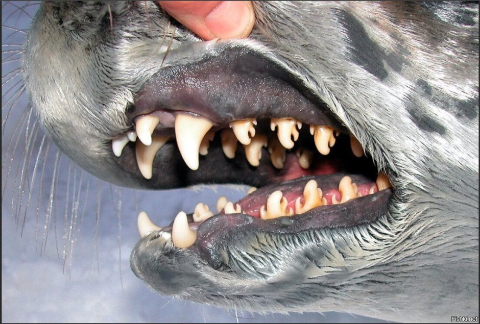 Зубы для рисования