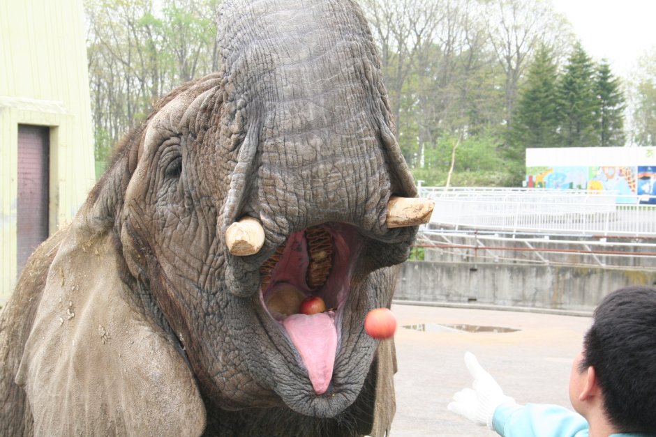 Комиксы про зубы