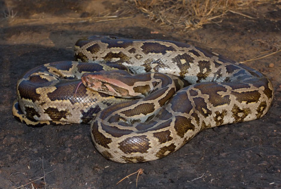 Королевский питон pied