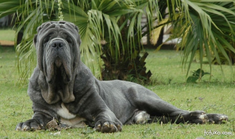 Neapolitan Mastiff гигант