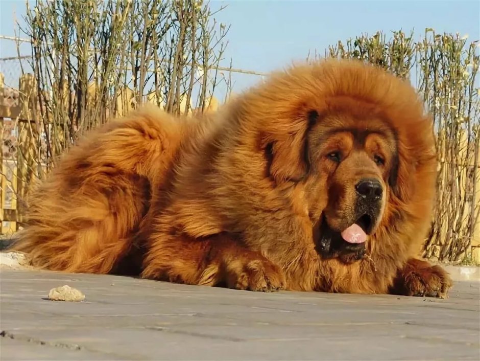 Мастино неаполитано Геркулес
