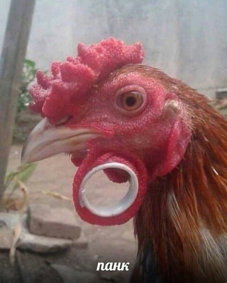 Курица КС
