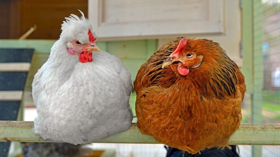 Мальчик с курицей