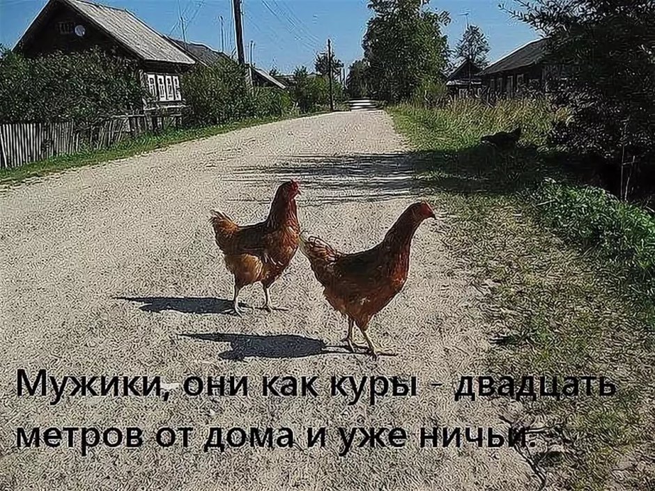 Курица в кастрюле прикол