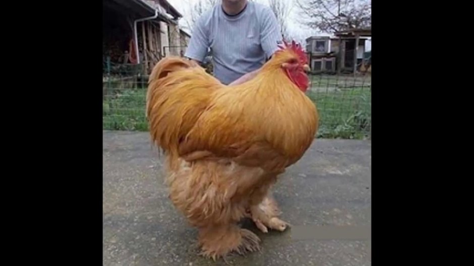 Курица улыбается
