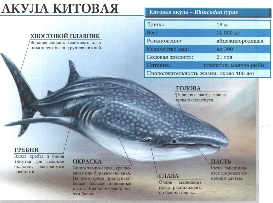 Китовый ус синего кита