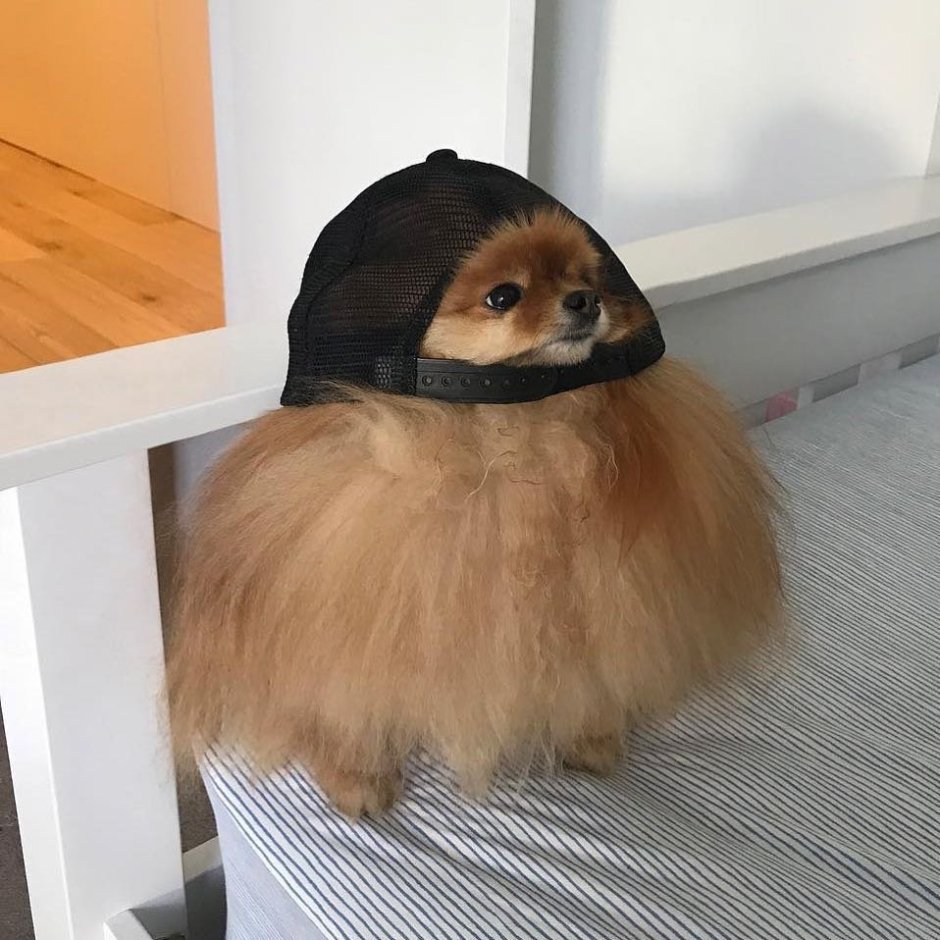 Шпиц в кепке