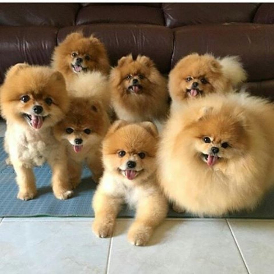 Смешные Шпицы