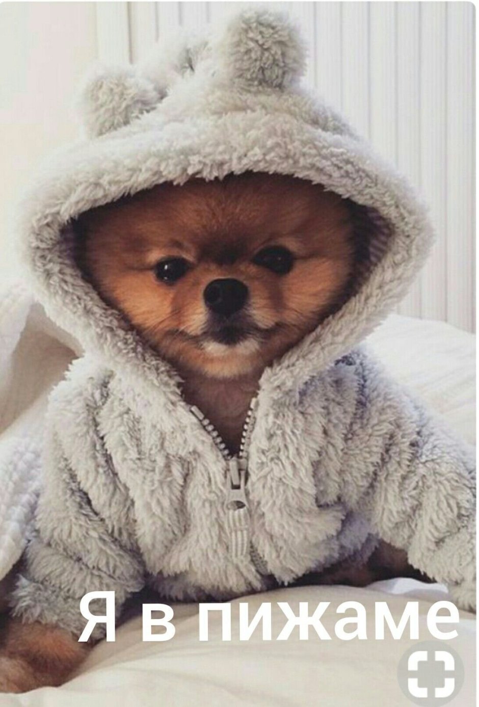 Милая собачка в костюмчике