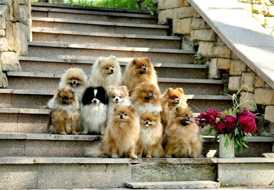 Милые Шпицы в костюмах