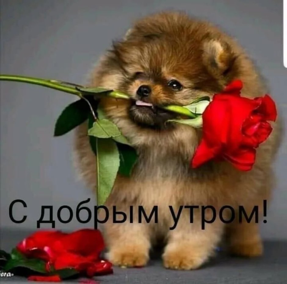 Шпиц БУБУ