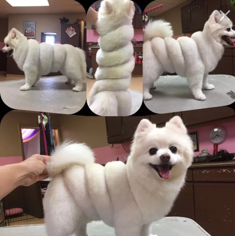 Карликовый шпиц флаффи