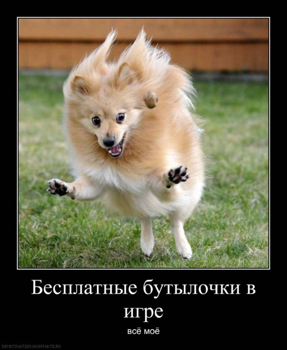 Шпиц в костюме
