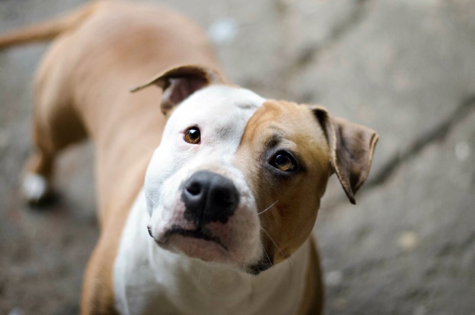 American Staffordshire Terrier vs. Pit bull