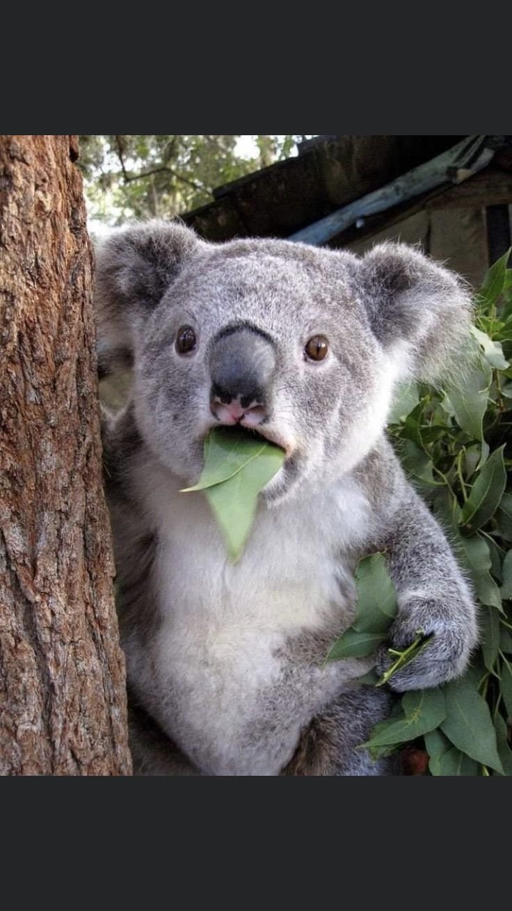 Злая мокрая коала