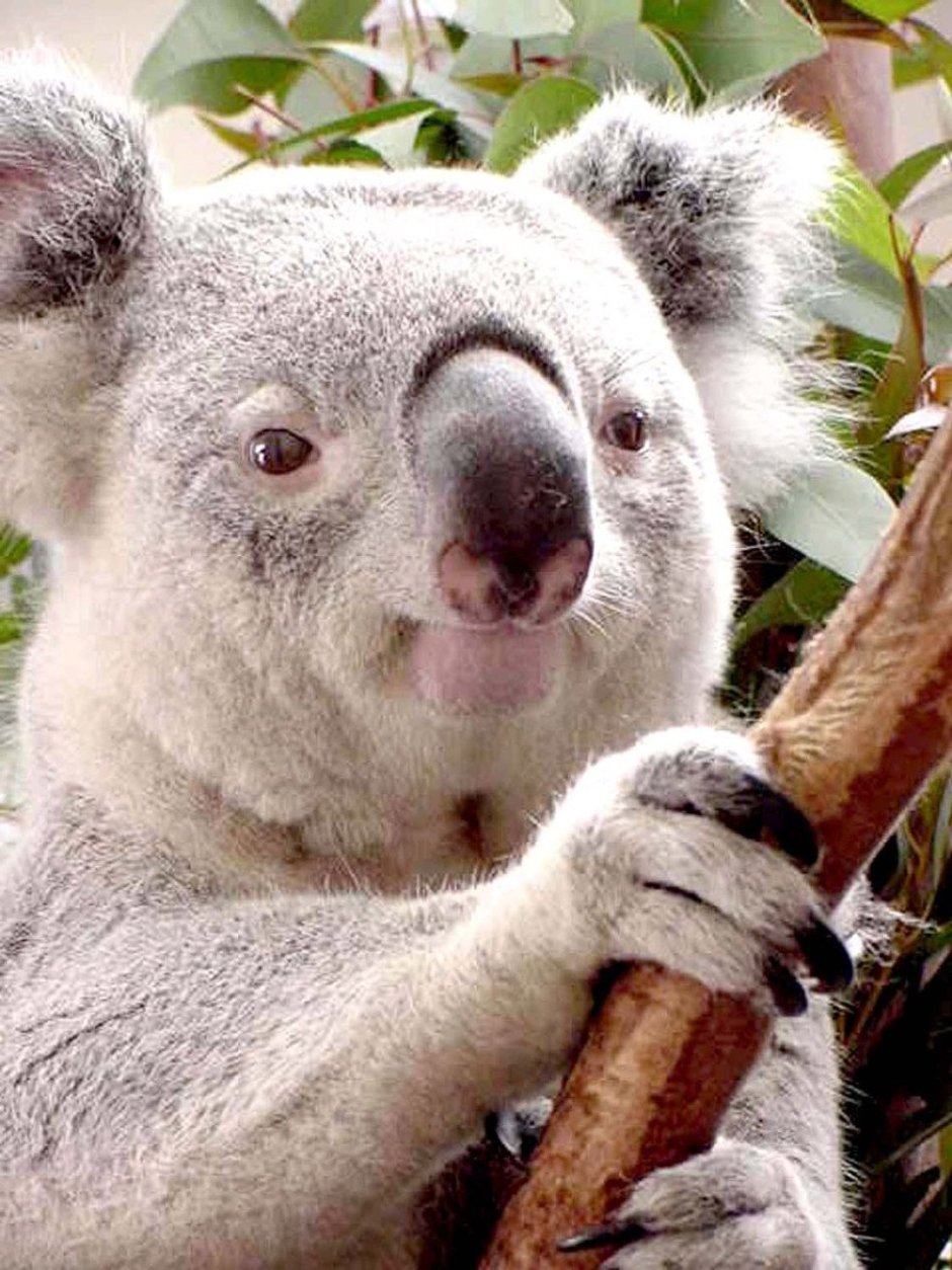 Эвкализуйте легалипт