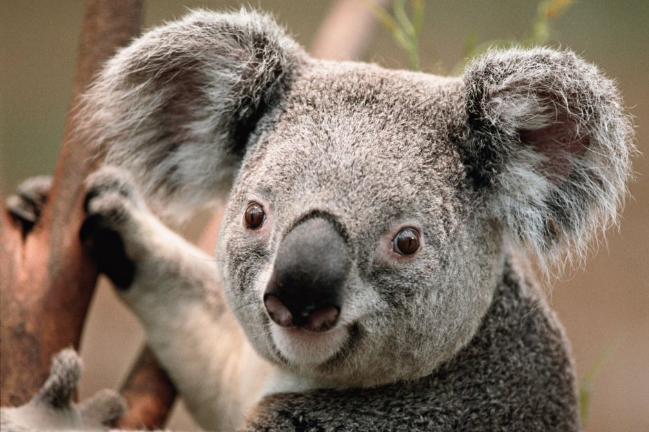 Уши коалы