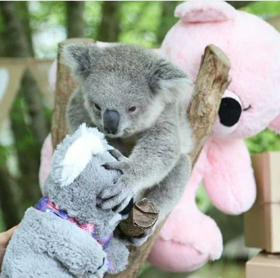 Панда коала и Ленивец