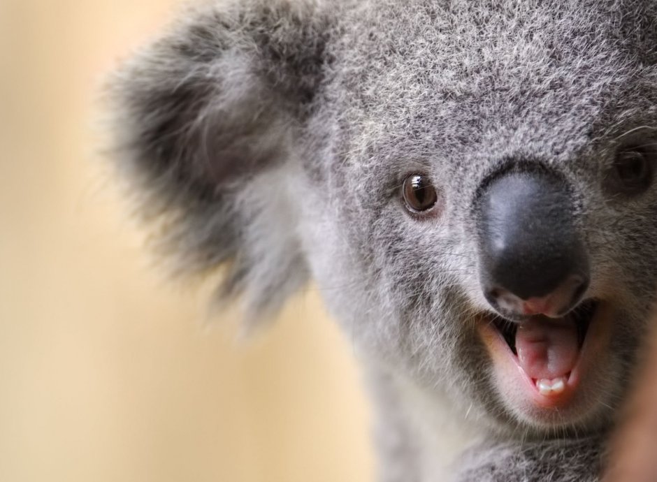 Смешная коала