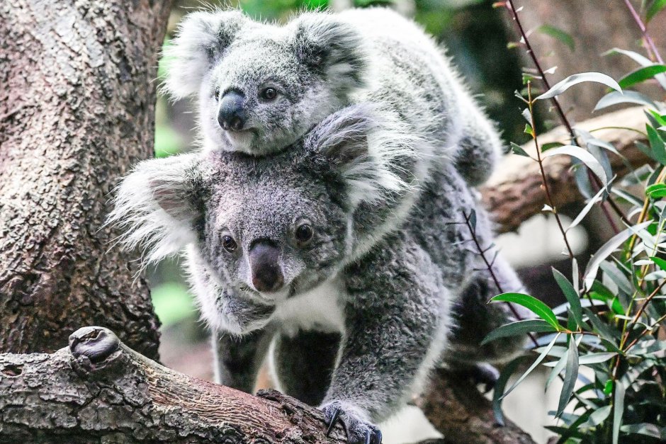 Коала в Московском зоопарке