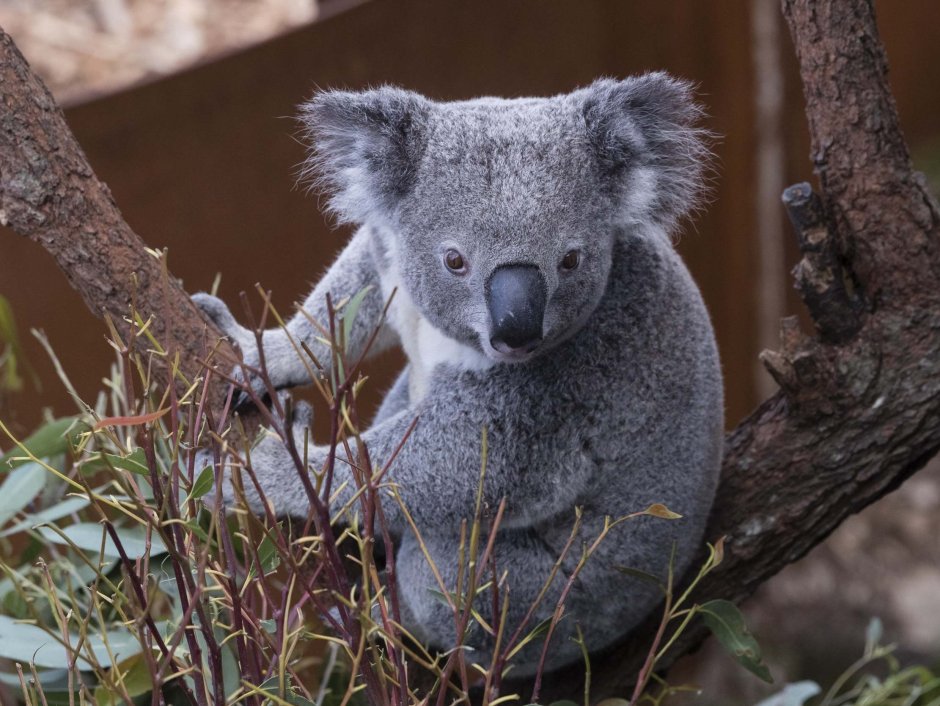 Самая большая коала