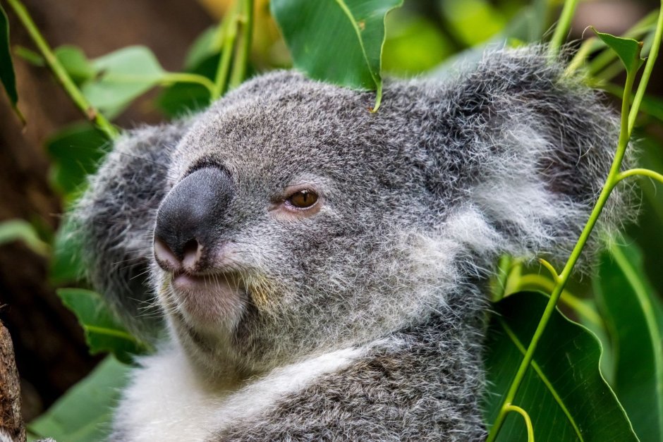 Грустная коала