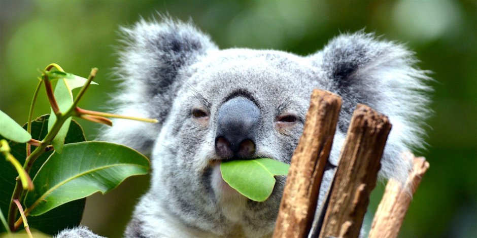 Коала Санктори заповедник