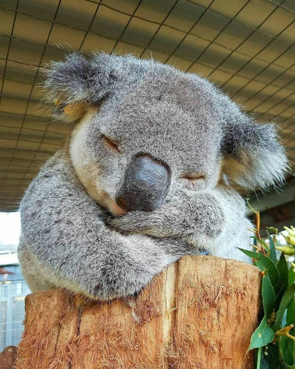 Смешная коала