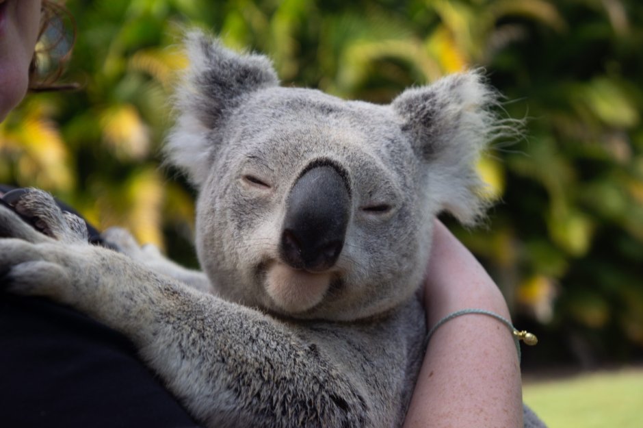 Коала Найджел