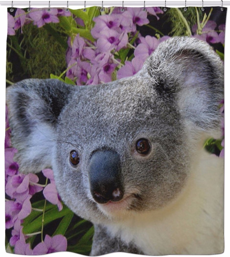 Стикеры Куала