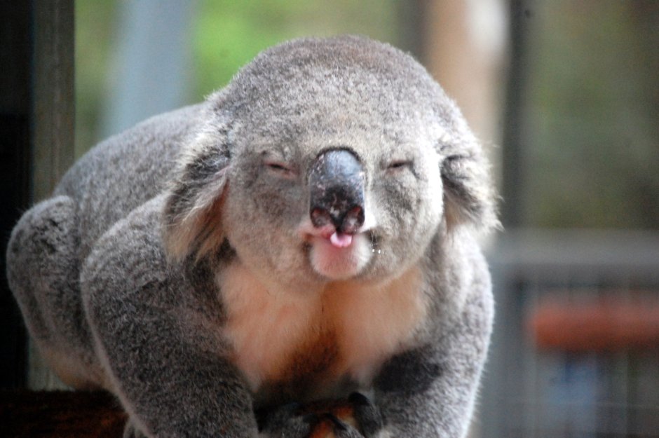 Коала злится